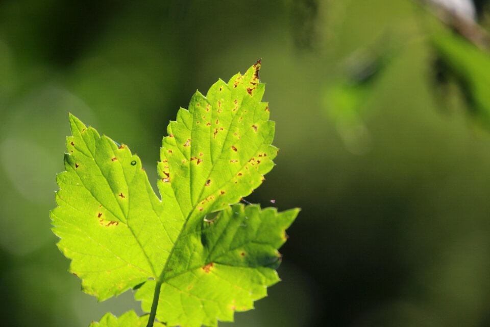Green fall foliage hops