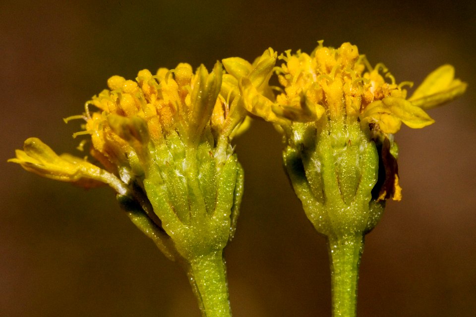 Hymenoxys rusbyi