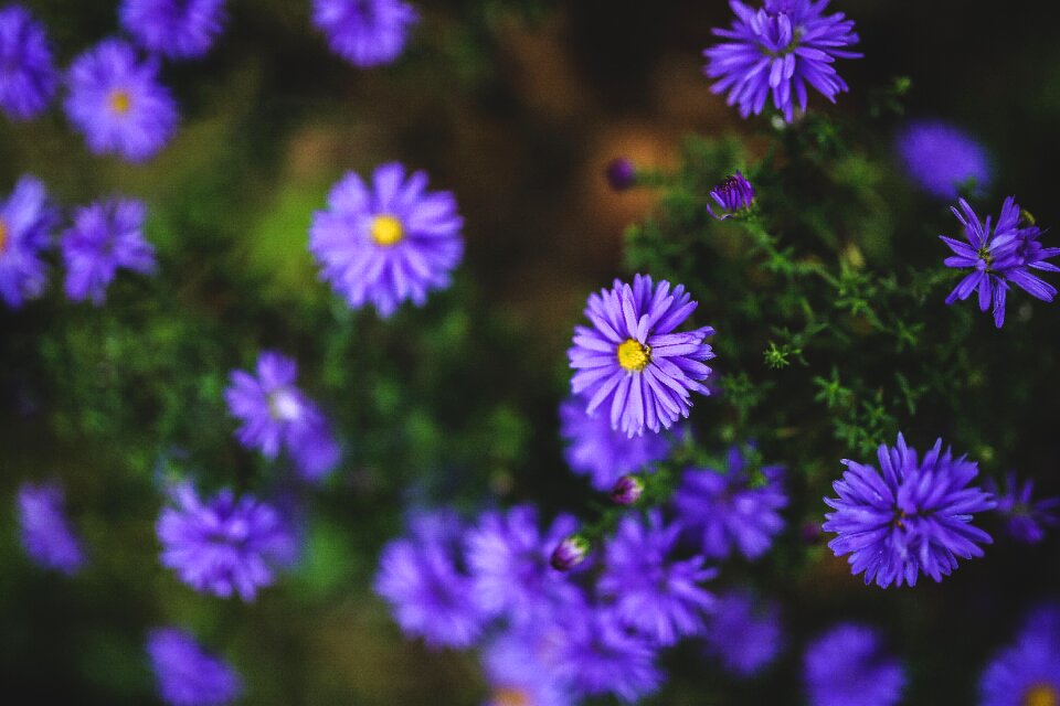 Violet little small