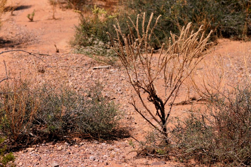 Phacelia integrifolia var. integrifolia