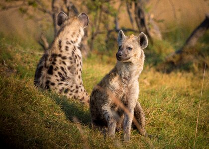 Animal wildlife safari