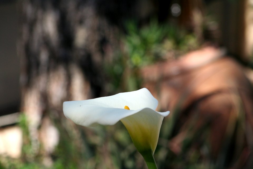 Flower in house