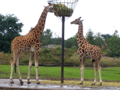 Giraffes in de Beekse Bergen