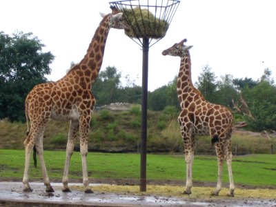 Giraffes in de Beekse Bergen photo