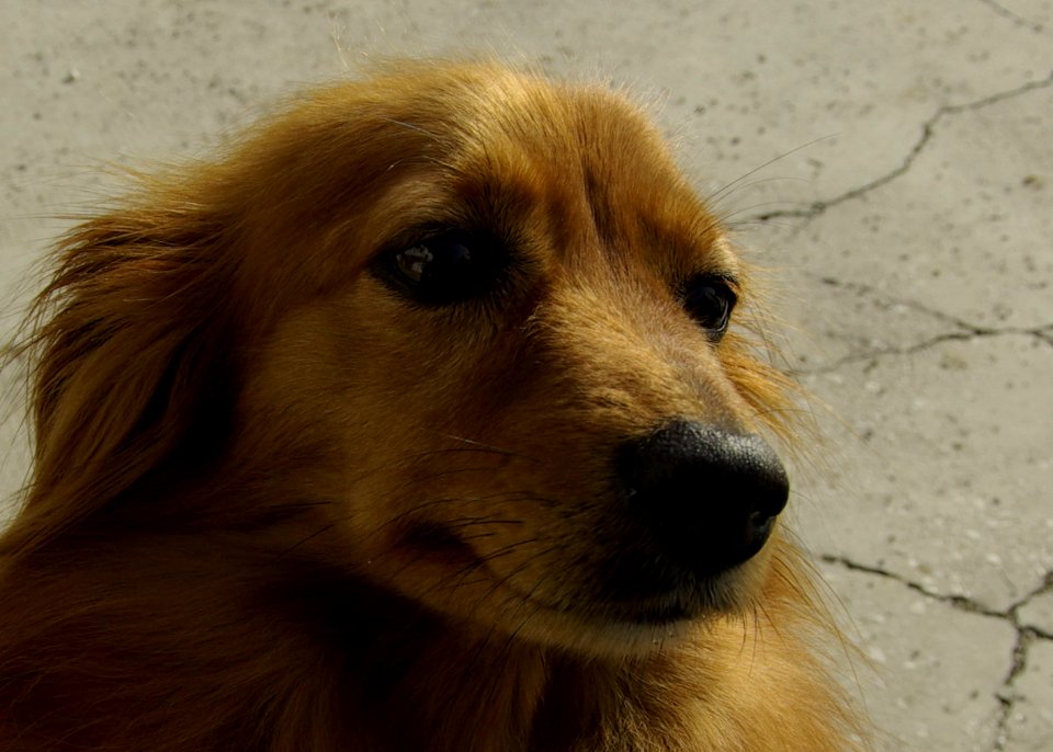 Maxximo Pentax K10 D