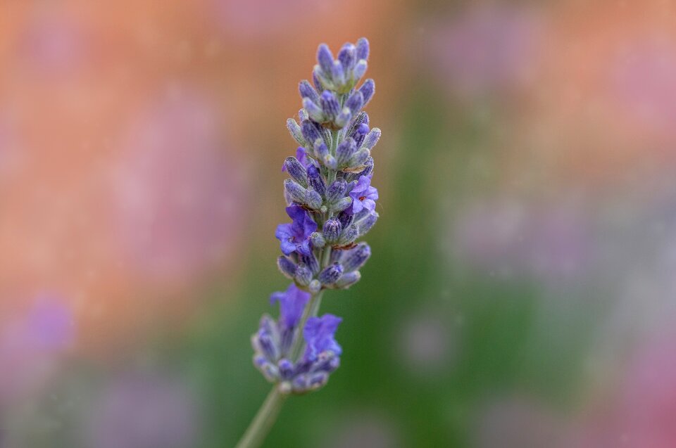 Violet plant nature photo