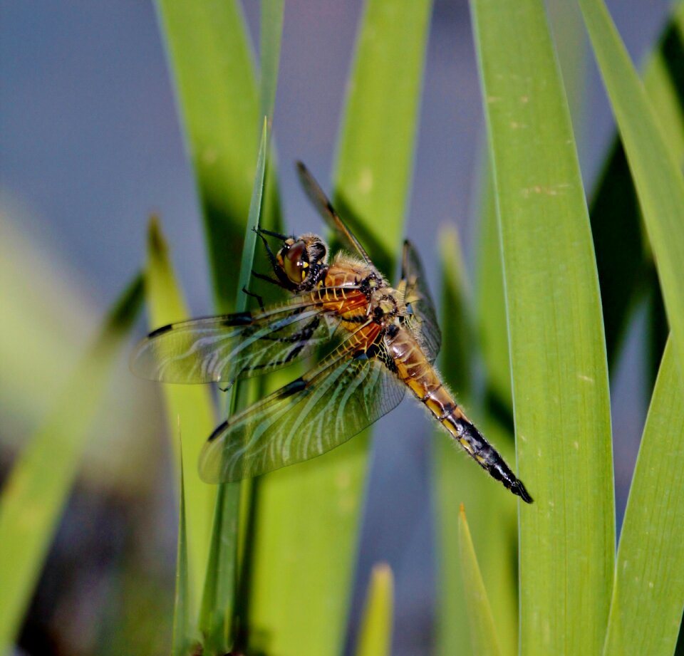 At the pond fluegeltier flying
