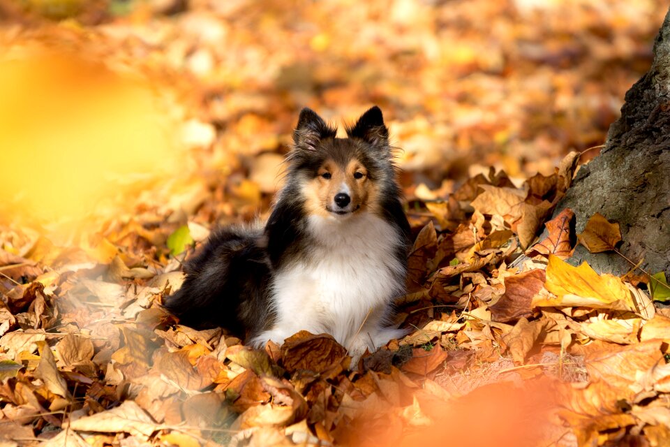 Lying leaves autumn