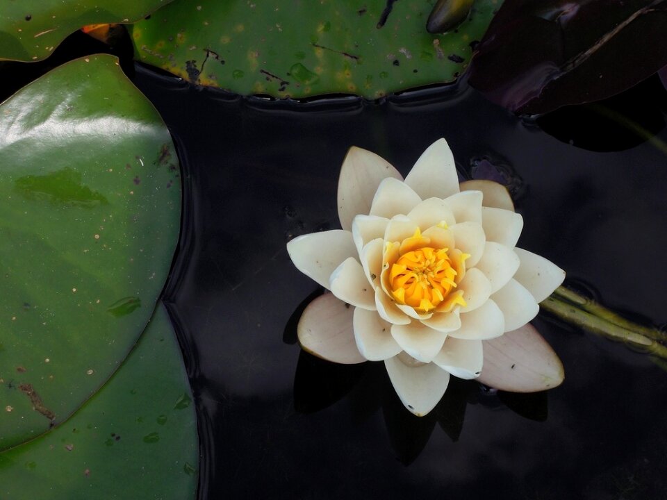 Lily white yellow