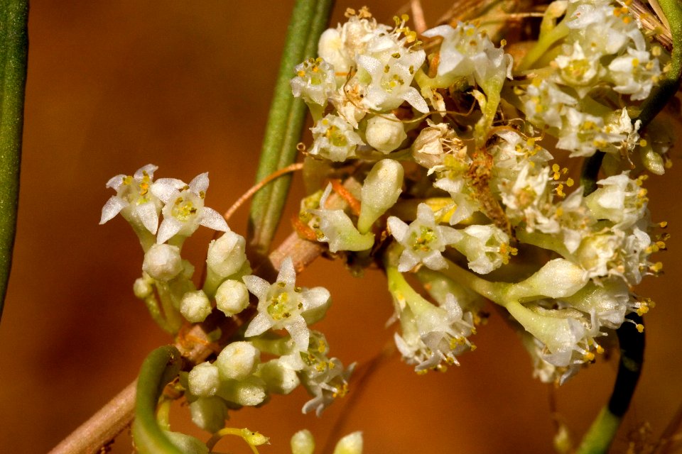 Cuscuta umbellata
