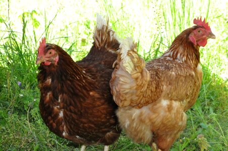 Domestic birds laying hens animal photo