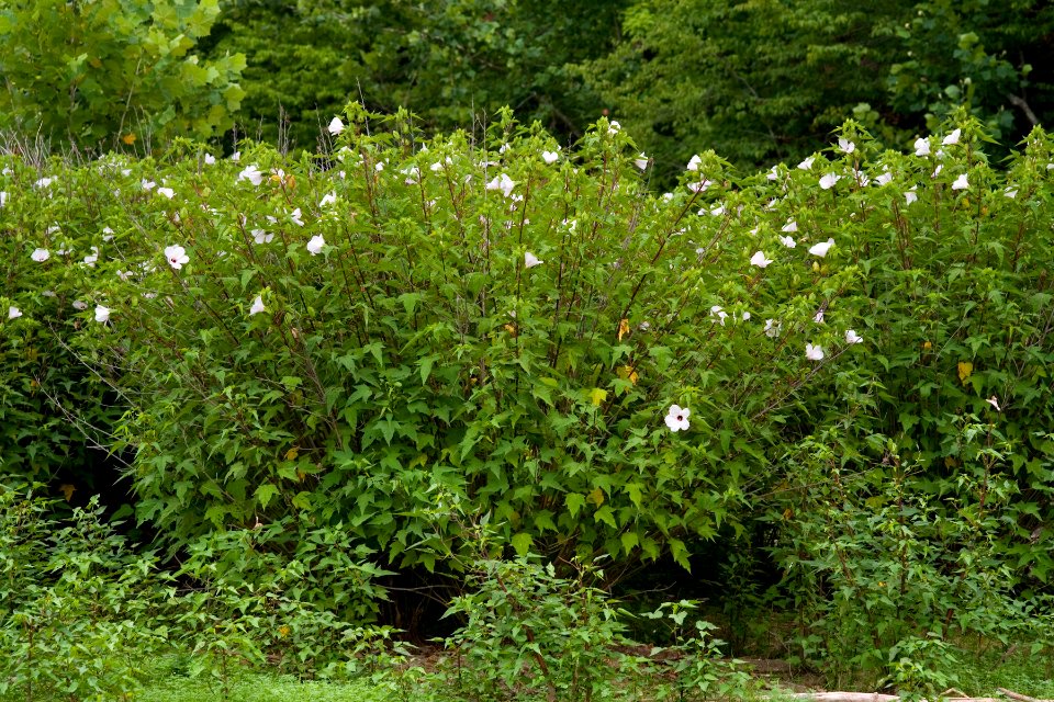 Hibiscus laevis