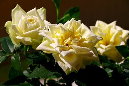 Bloom white yellow