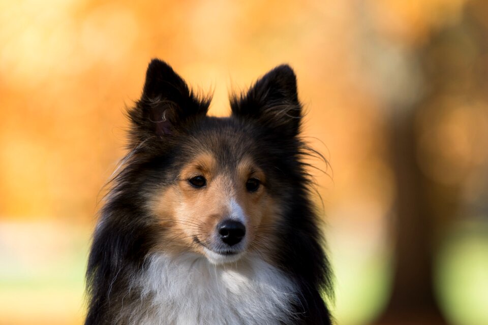 Sheltie tree close up