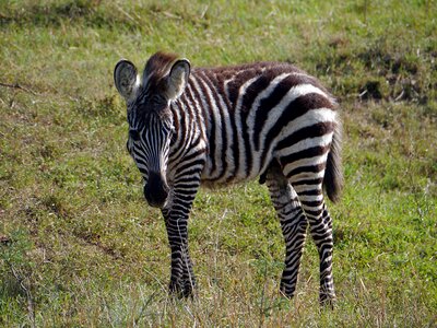 Wildlife mara young