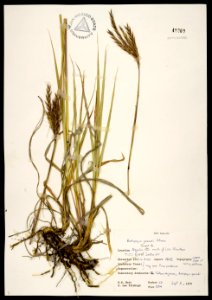 Andropogon gerardii