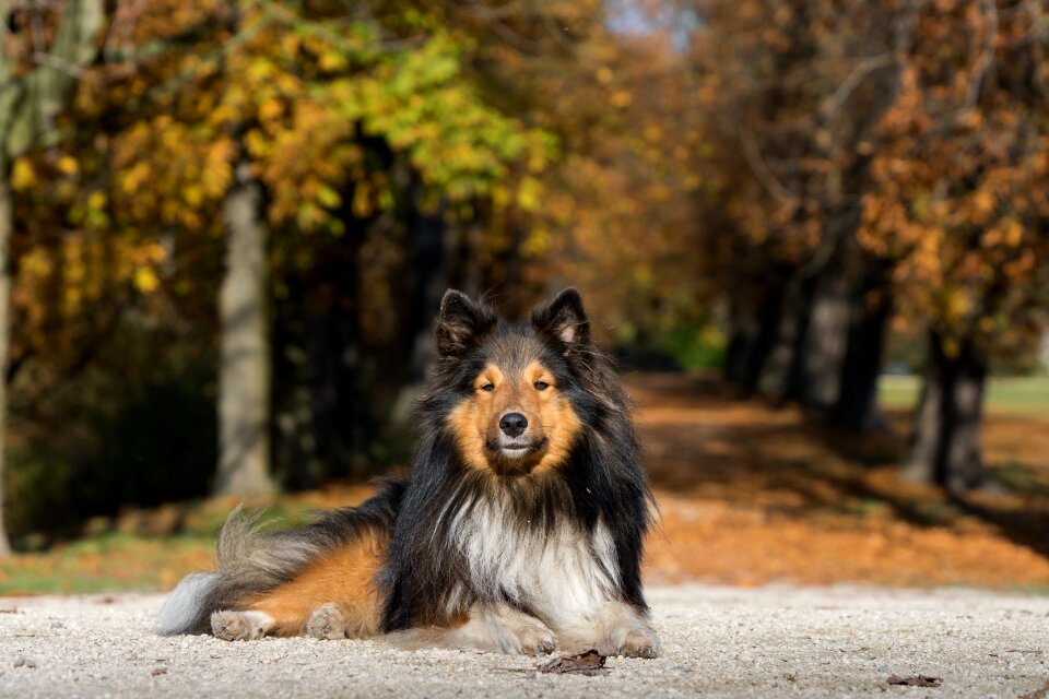 Sheltie lying tree lined avenue