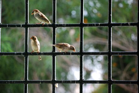Birds nature eat
