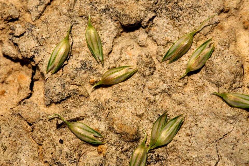 Phalaris arundinacea