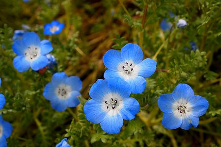Stamens bloom garden