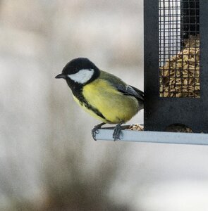 Bird seed feeding photo