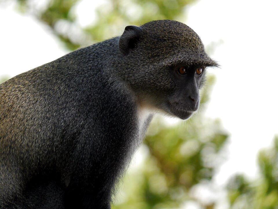 Africa kenya monkey