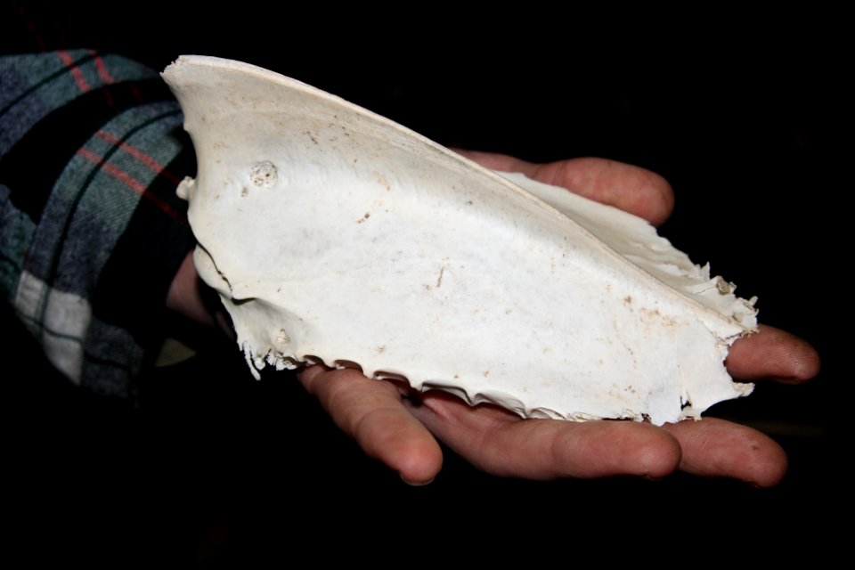 Bone from Ogmore beach