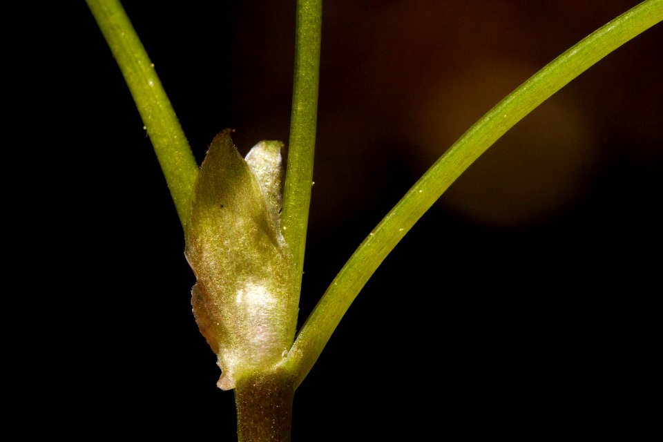 Viola canadensis