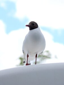 Cloud black tern photo