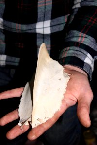 Bone from Ogmore beach
