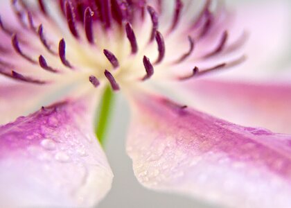 Close pink white