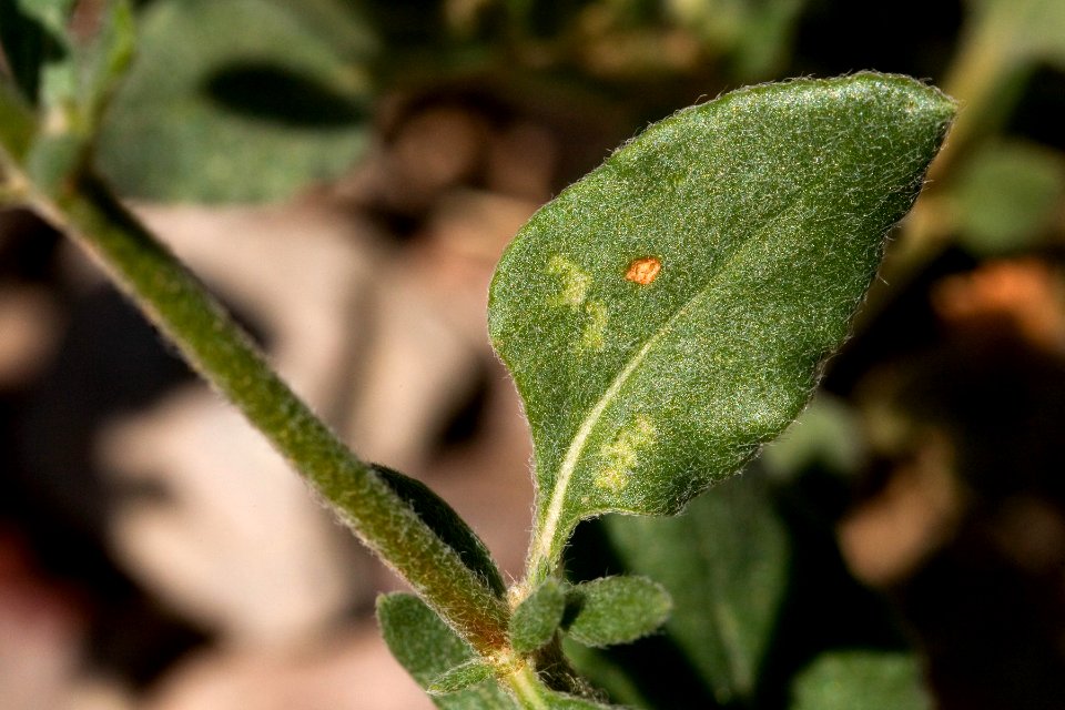 Eriogonum abertianum