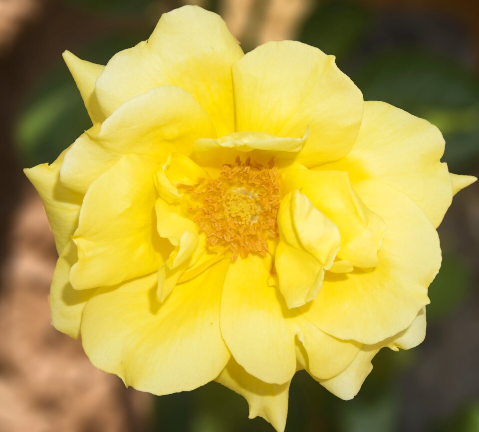 Flower field tea rose