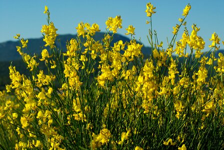 Scrubland yellow field spring