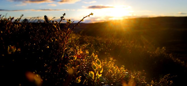 Golden Grass