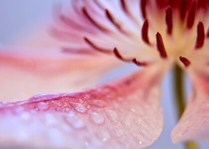 Close pink white