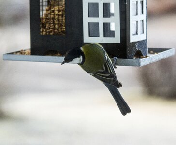 Bird seed feeding