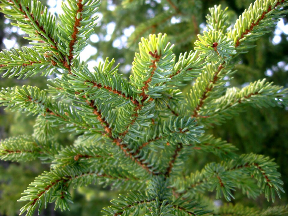 Forest boreal forest nature