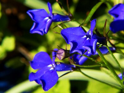 Flower blue macro photo