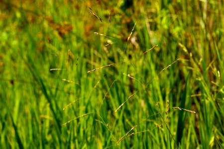 Leersia oryzoides
