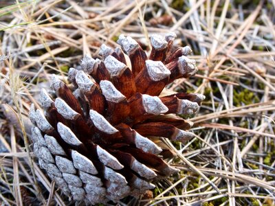 Pinnace pine forest