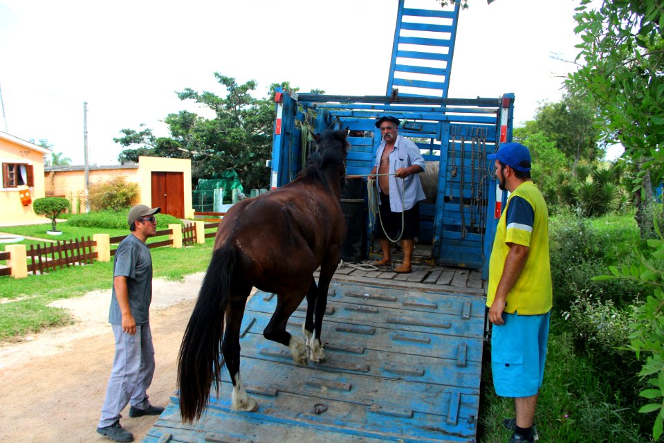 28.01.2019 - SSUI - Apreensão Cavalos Colônia Z-3 - Foto Marcel Avila