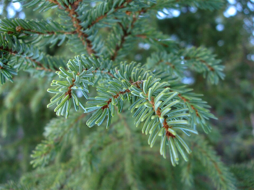 Forest boreal forest nature