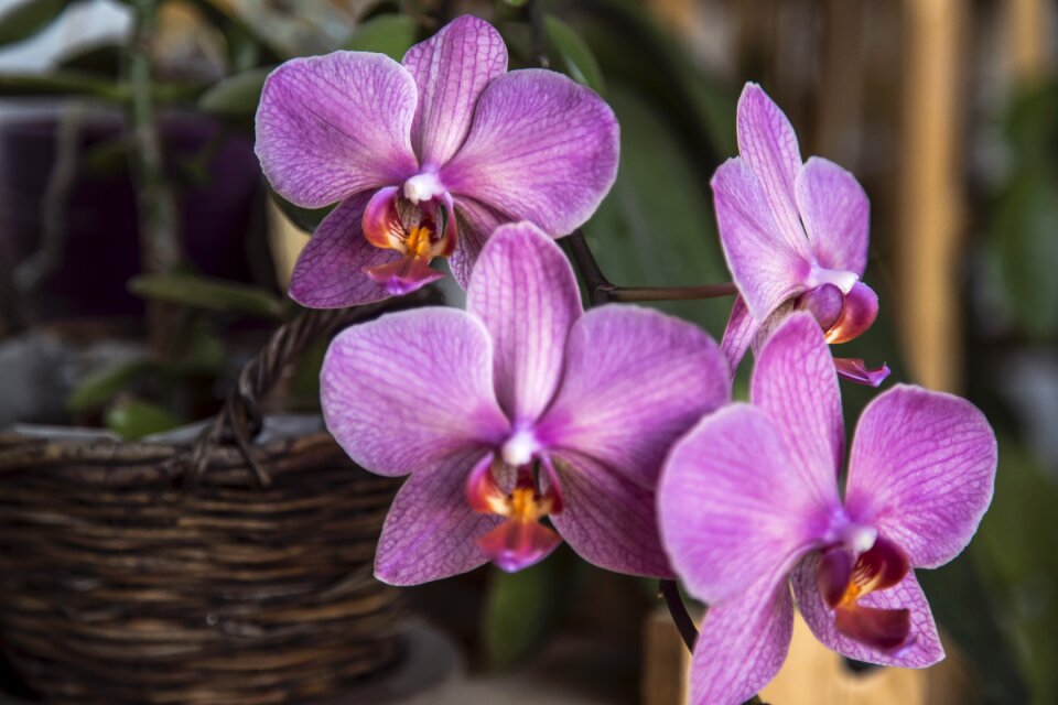 Flower pot violet
