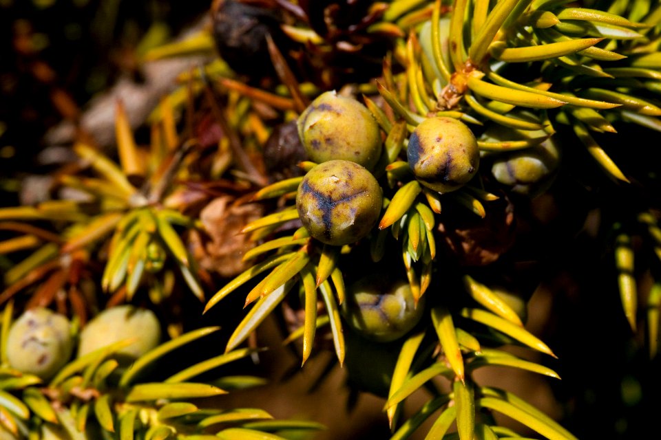 Juniperus communis
