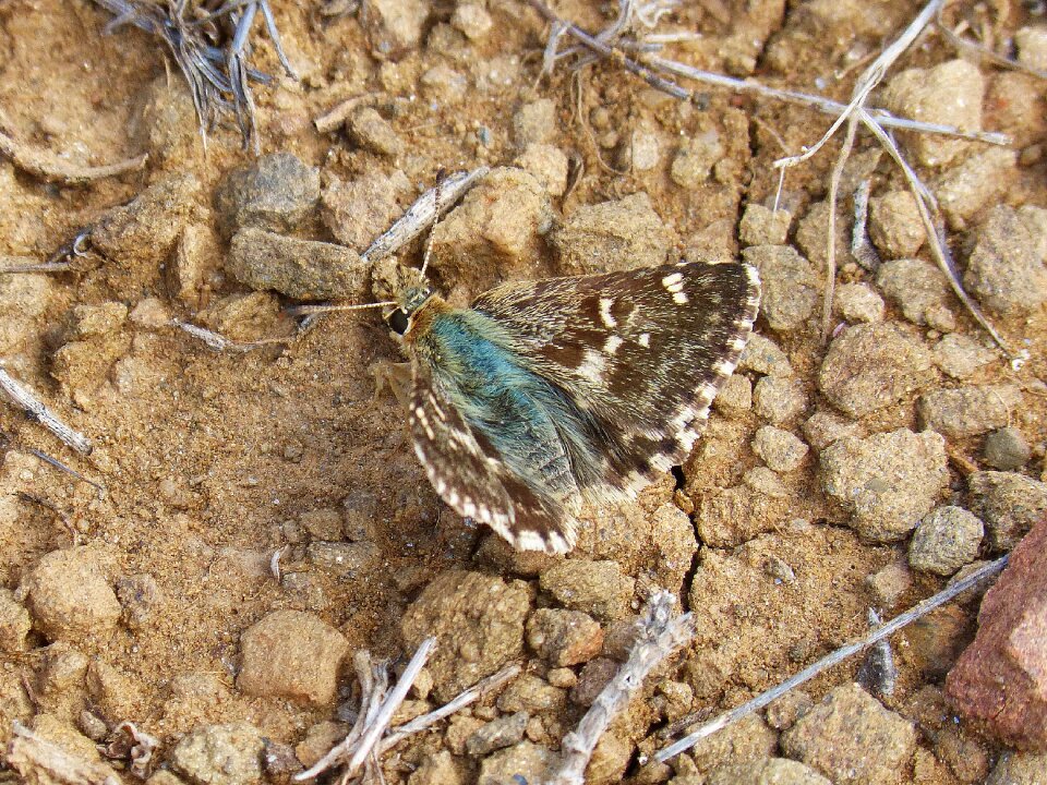 Soil wings insect