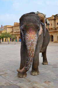 Tradition painted mammal