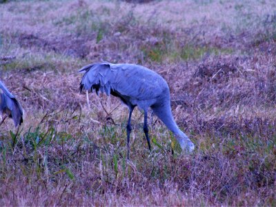 sandhill cranes
