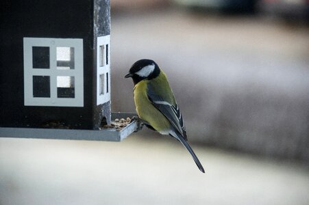 Bird seed feeding