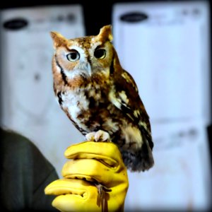 Screech Owl